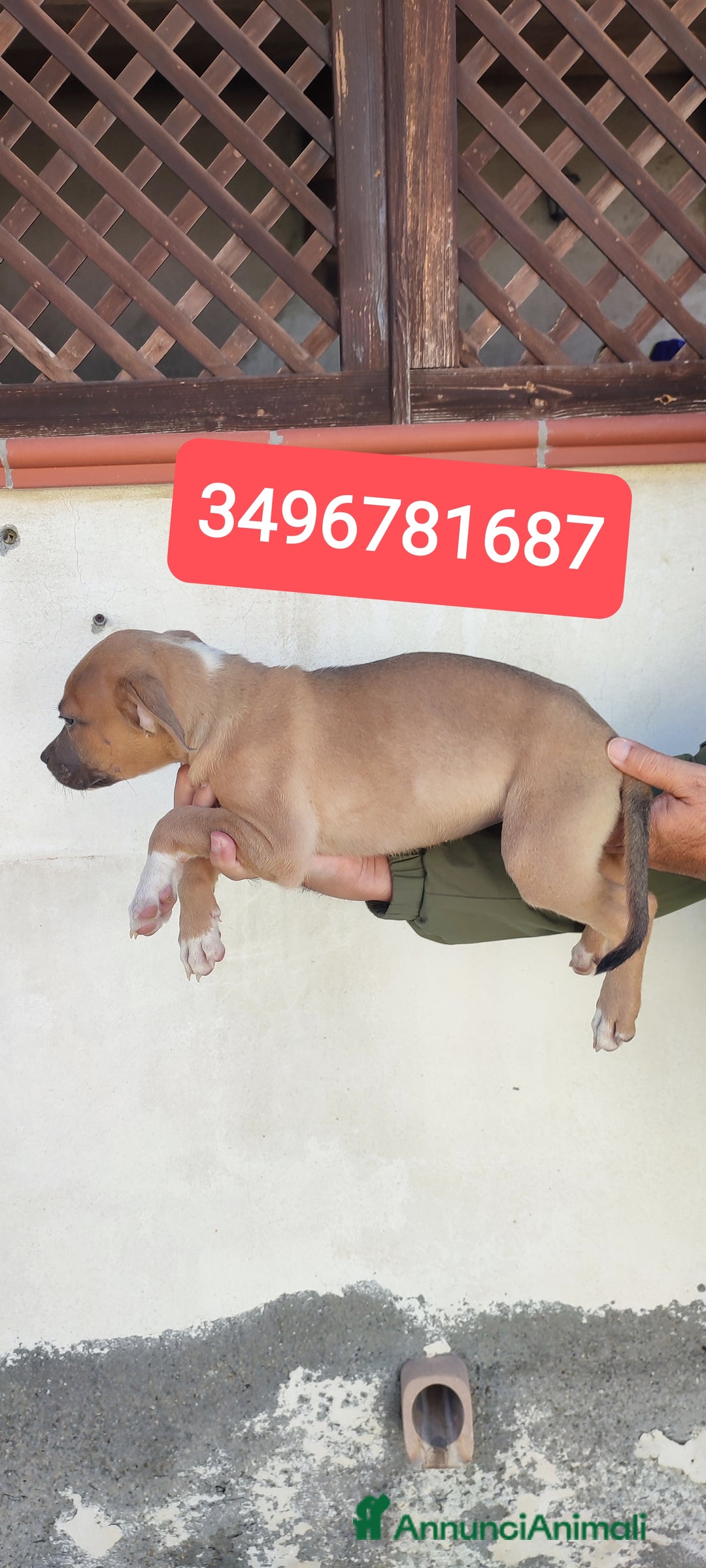 American Bully cani in vendita: AMERICAN BULLY ultime cucciole coccolose - Immagine 5