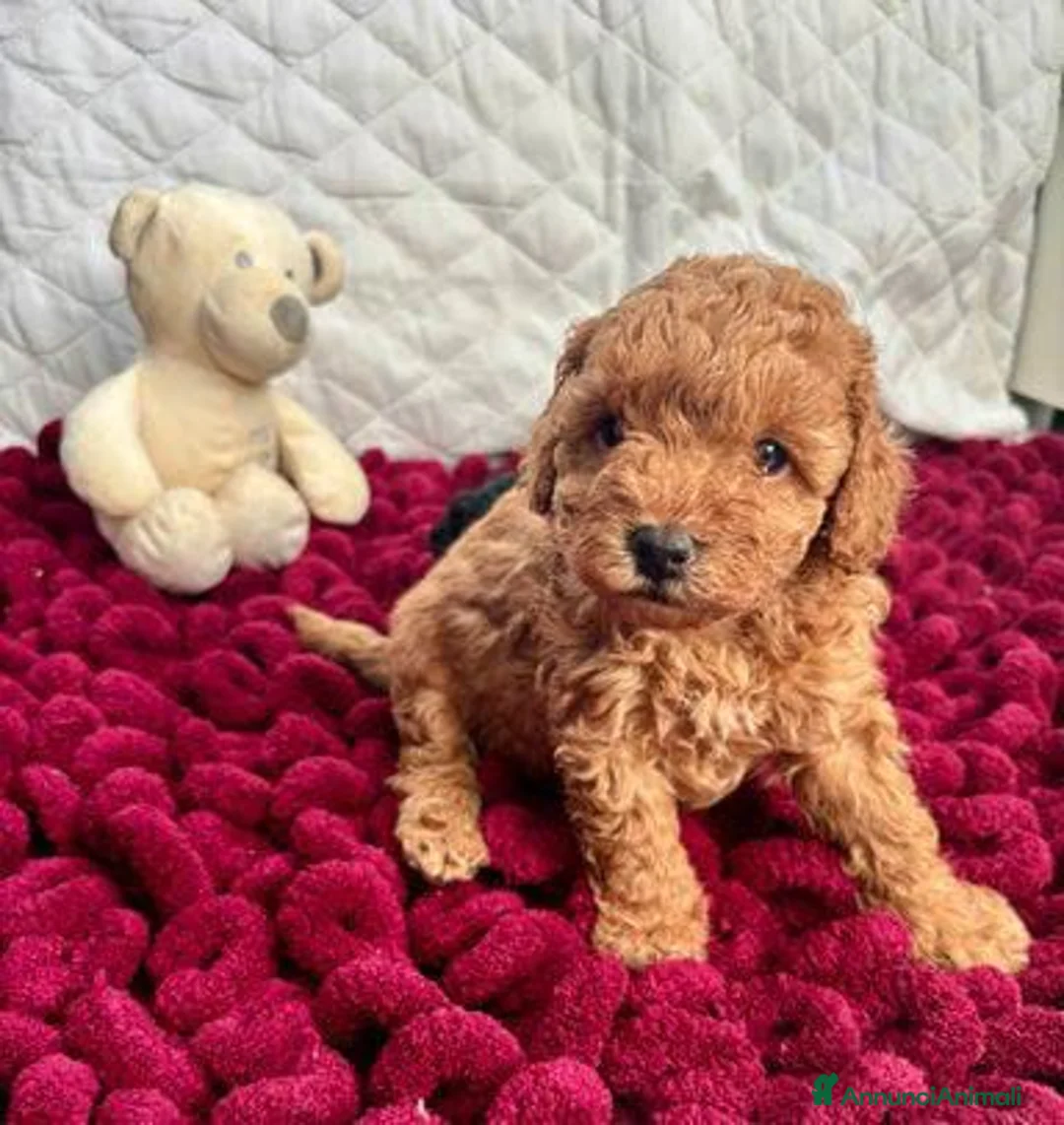 Barboncino Toy cani in vendita: Cuccioli Toy Poodle da Genitori Red e Phantom - Annuncio 1
