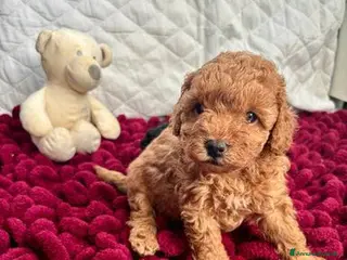 Barboncino Toy cani Cuccioli Toy Poodle da Genitori Red e Phantom - Annuncio 1