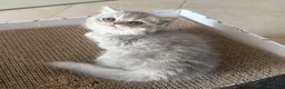 Exotic Shorthair gatti in vendita: Cuccioli exotic shorthair  - Annuncio 5