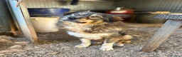 Pastore dei Carpazi cani in regalo: Max, gigante buono - Annuncio 9