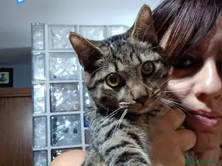Europeo gatti TIGRO, adorabile micino da adottare! - Annuncio 7
