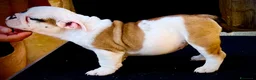 Bulldog cani in vendita: Bulldog - Annuncio 3