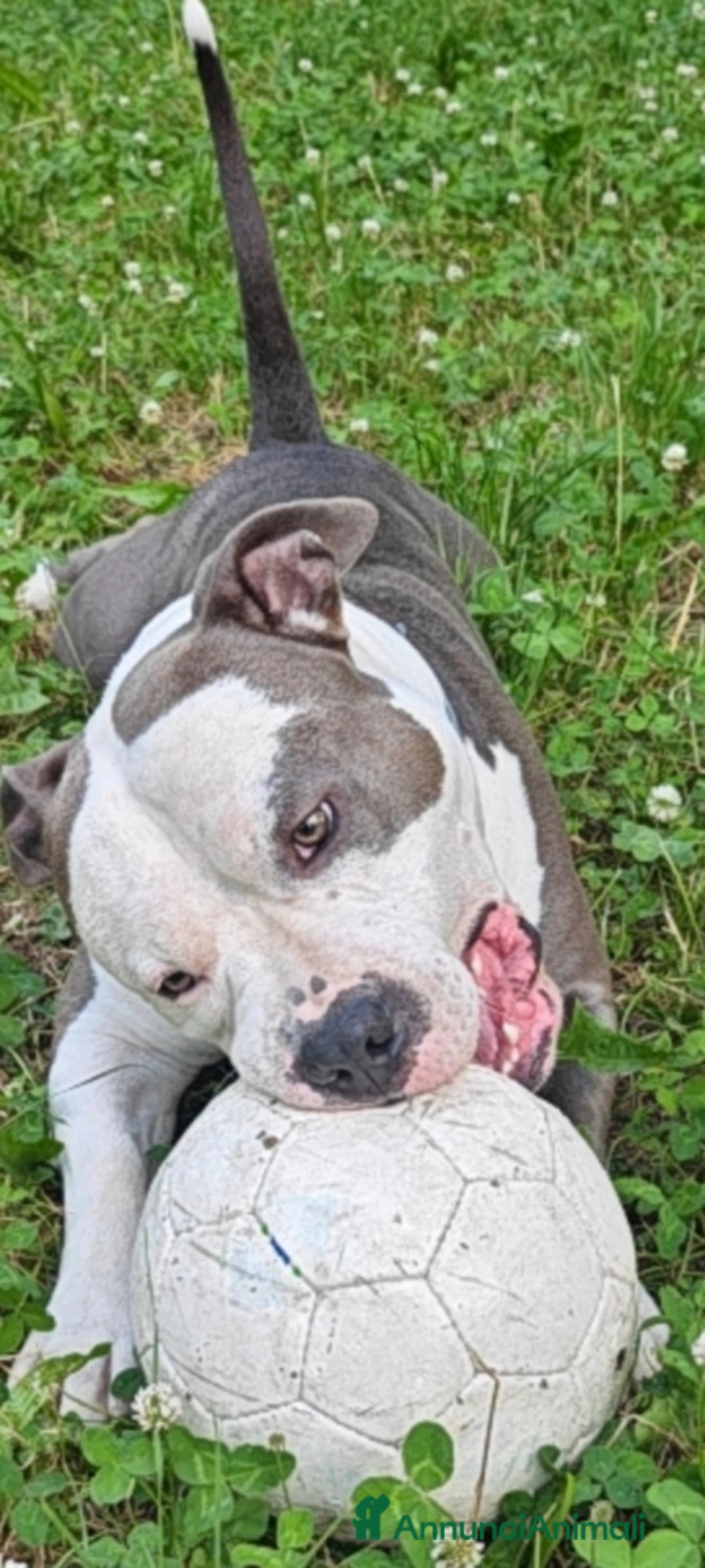 Pitbull cani per accoppiamento: Monta - Annuncio 20