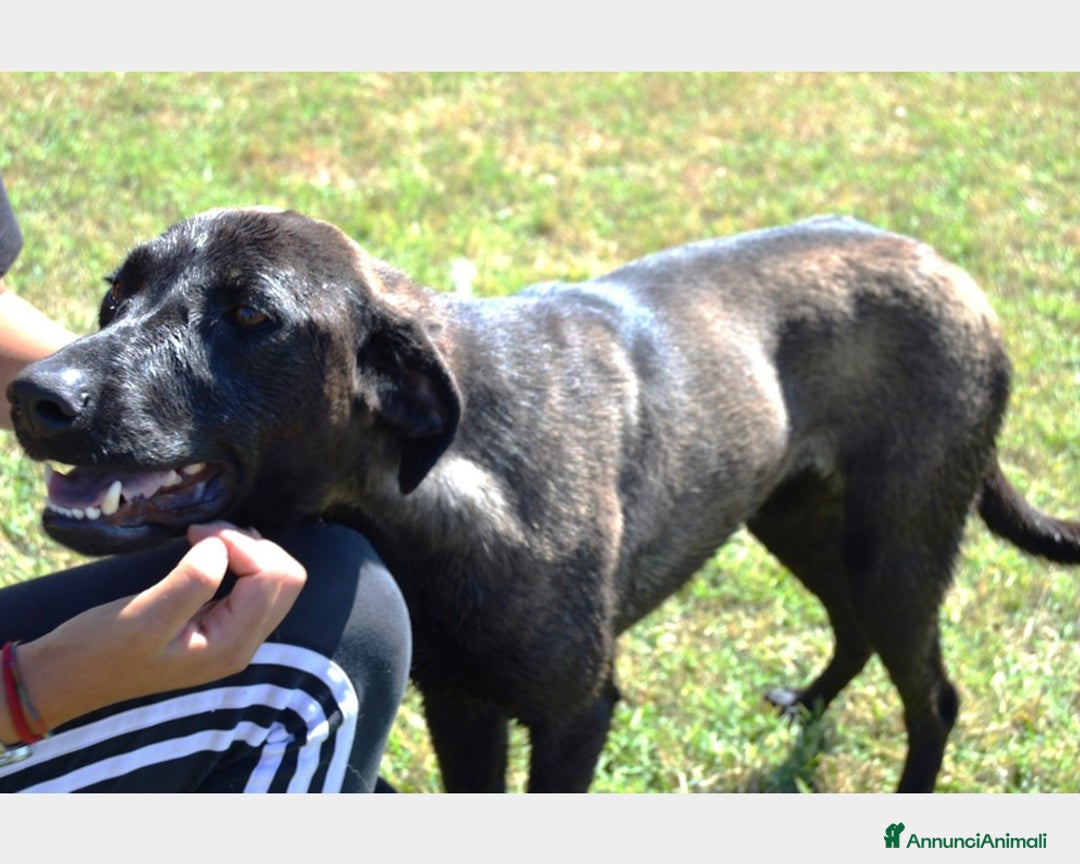 Meticcio cani in regalo: Alma dolcissima simil labrador nera Cane Femmina a Latina - Annuncio 2