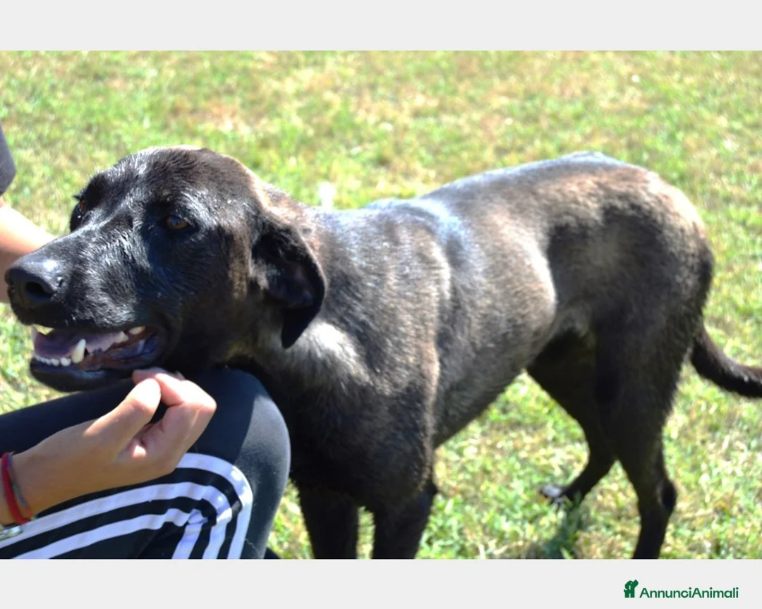 Meticcio cani in regalo: Alma dolcissima simil labrador nera Cane Femmina a Latina - Annuncio 2