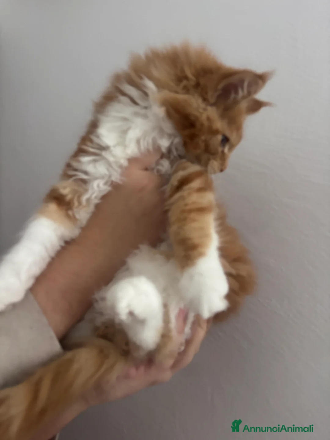 Maine Coon gatti in vendita: Ultimo cucciolo Maine coon disponibile  - Annuncio 3
