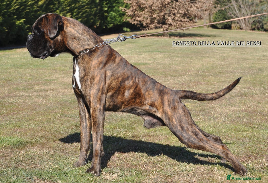 Boxer cani in vendita: BOXER  CUCCIOLI DISPONIBILI - Annuncio 9