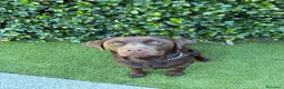 Labrador cani per accoppiamento: Disponibile per monta - Labrador Retriver  a Provincia di Como - Annuncio 1