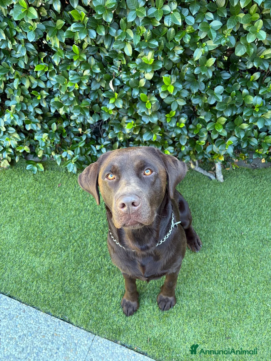 Labrador cani per accoppiamento: Disponibile per monta - Labrador Retriver  a Provincia di Como - Annuncio 1