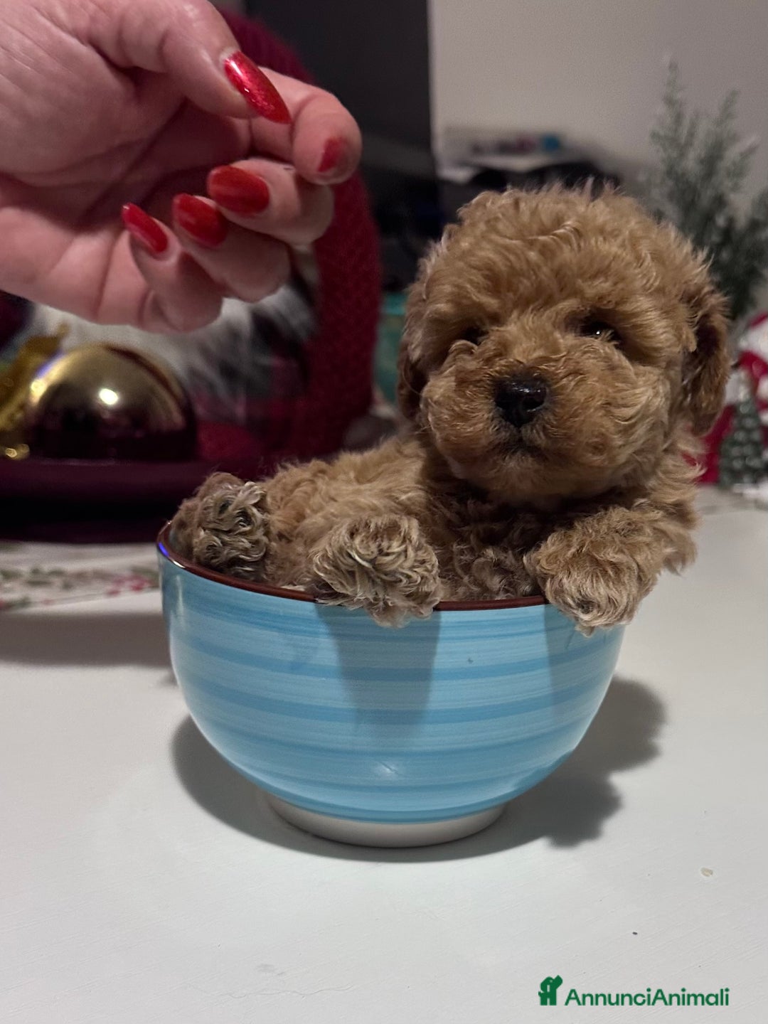 Barbone cani in vendita: Barboncini cuccioli  - Annuncio 9