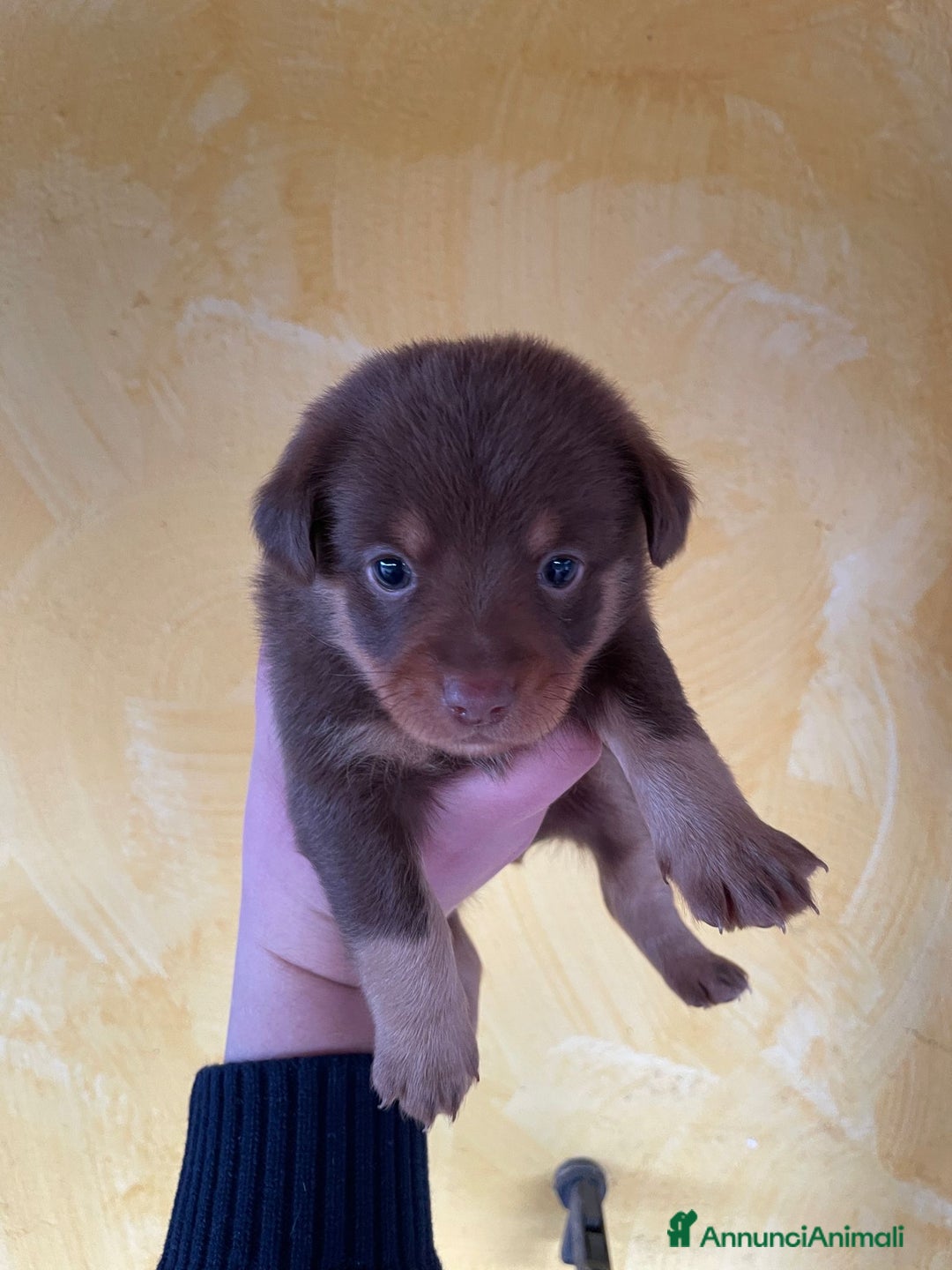 Volpino Italiano cani in regalo: Cuccioli di meticcio (simil volpino italiano) - Annuncio 9