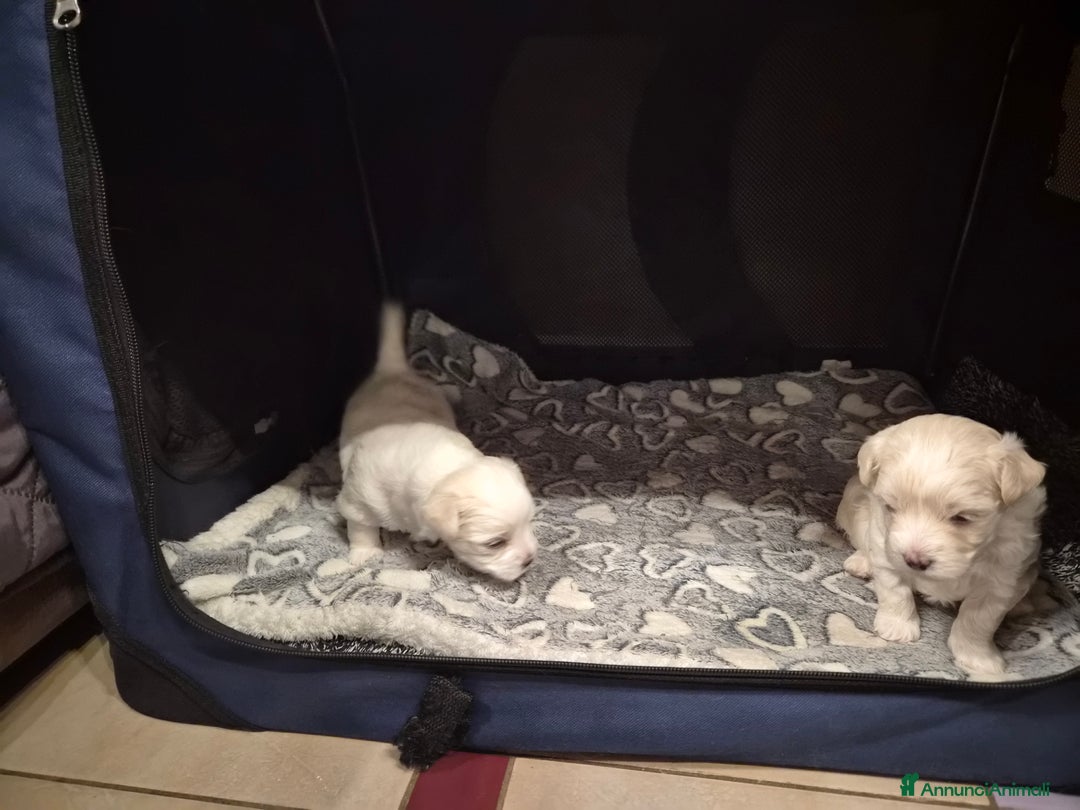 Maltese cani in vendita: Cuccioli maltesi taglia piccola pelo liscio  - Annuncio 3