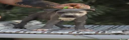 Pitbull cani in vendita: Cuccioli Pit Bull con pedigree anche a rate - Annuncio 13
