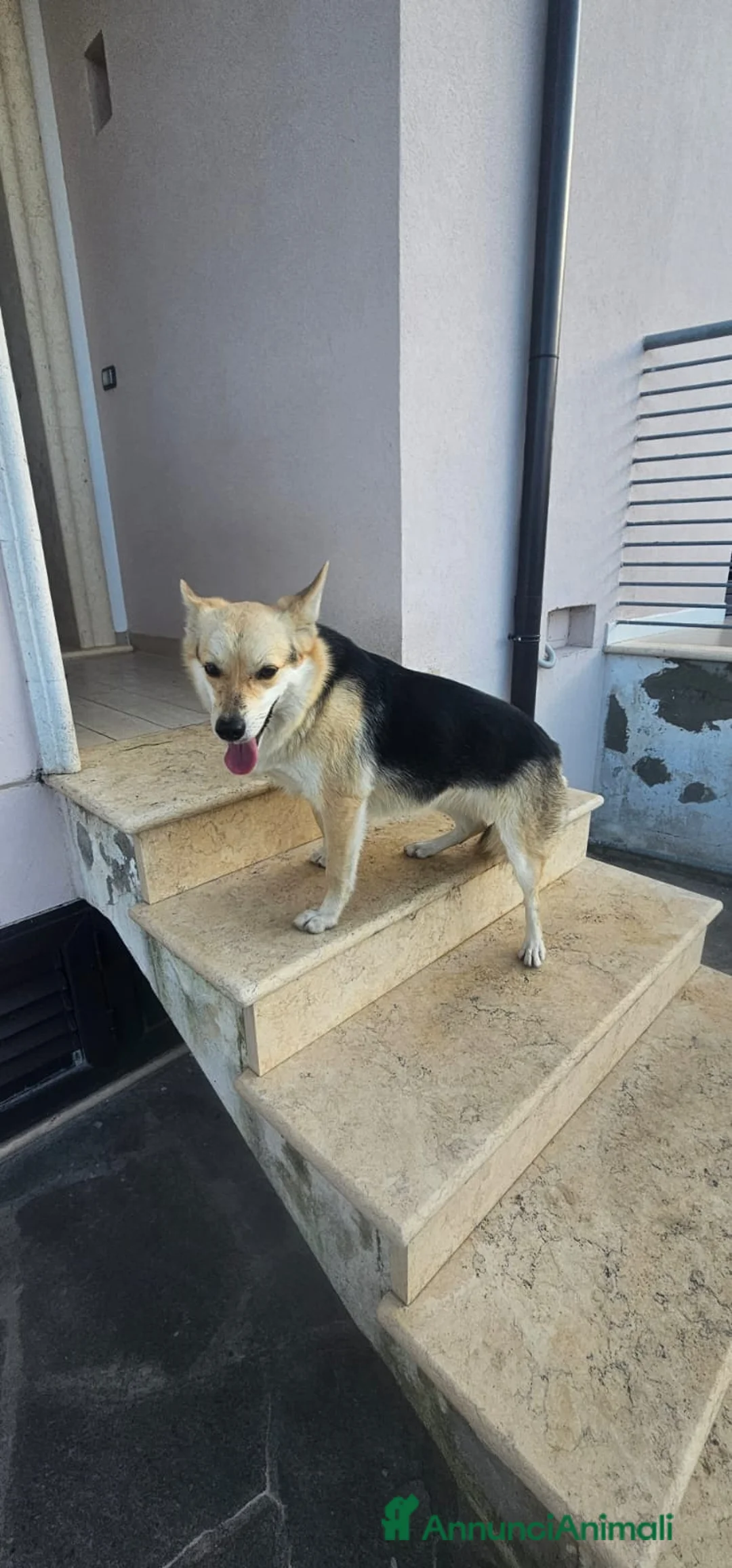 Altre razze cani in regalo: JOI 1 ANNO E MEZZO - Annuncio 2