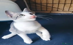 Europeo gatti in regalo: MICINO 60 GG. DOLCISSIMO CERCA CASA - Immagine 10