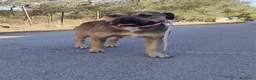 Meticcio cani in regalo: Bobby, semplicemente fantastico - Annuncio 19