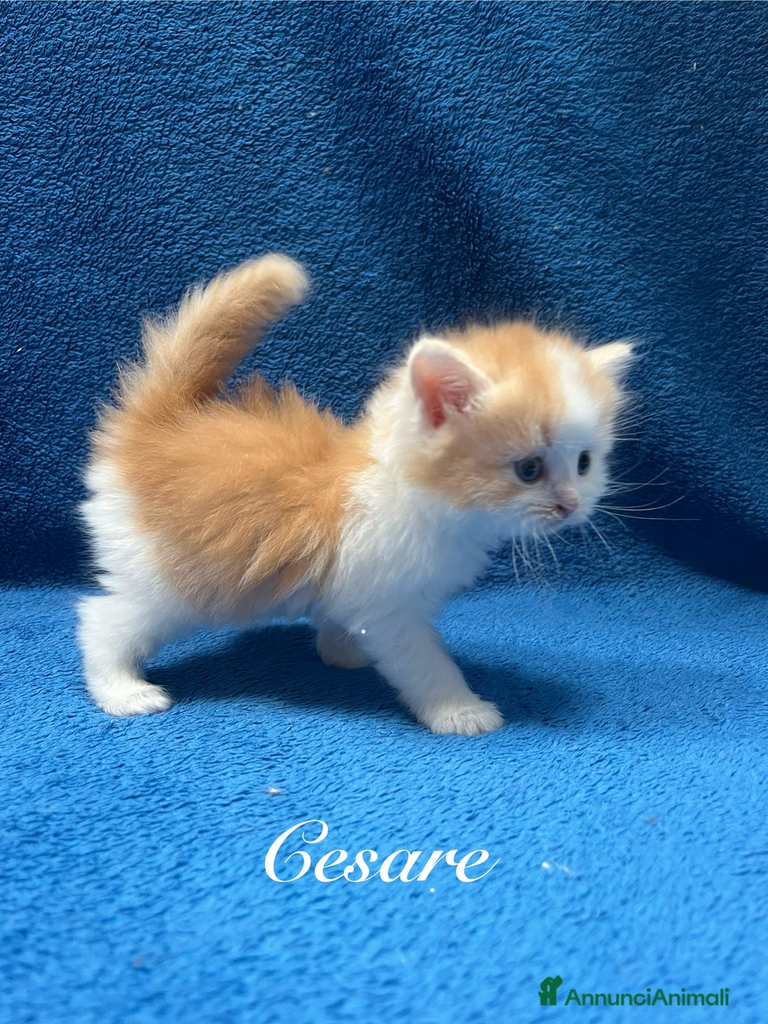 Siberiano gatti in vendita: Cuccioli Gatto Siberiano Ipoallergenico Pedigree. - Annuncio 4