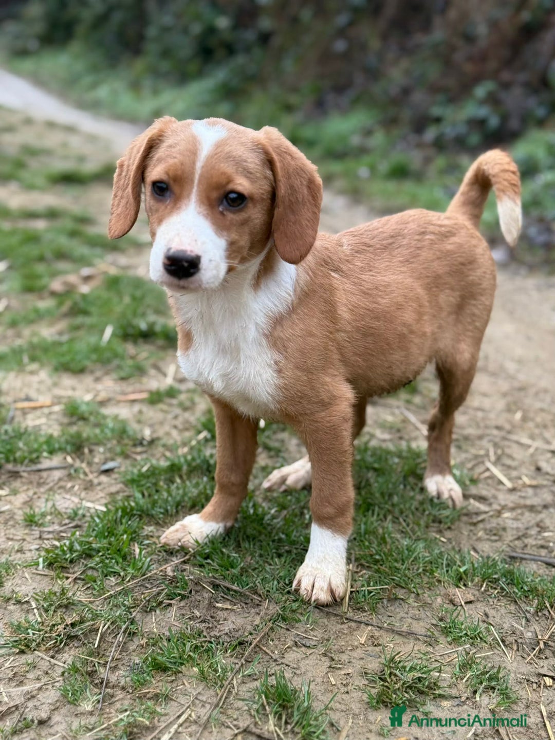Meticcio cani in regalo: KEEKE, cucciola tanto dolce! 3 MESI E MEZZO - Annuncio 4