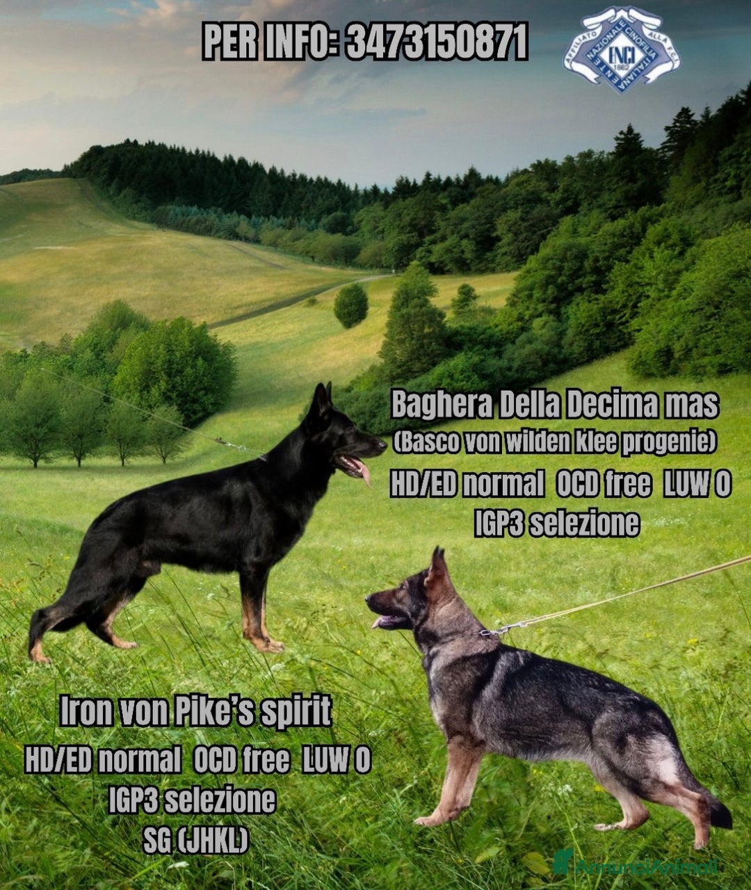 Pastore Tedesco cani in vendita: Cuccioli di pastore tedesco linea da lavoro  - Annuncio 4