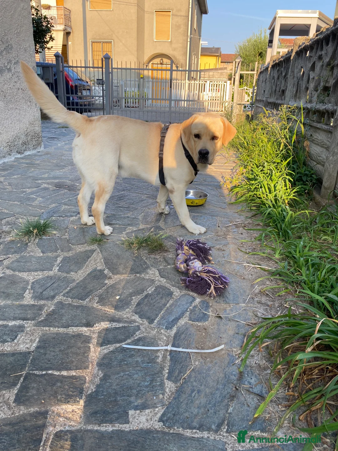 Labrador cani in regalo: Regalo Labrador Retriver di 2 anni a Provincia di Monza e della Brianza - Annuncio 2