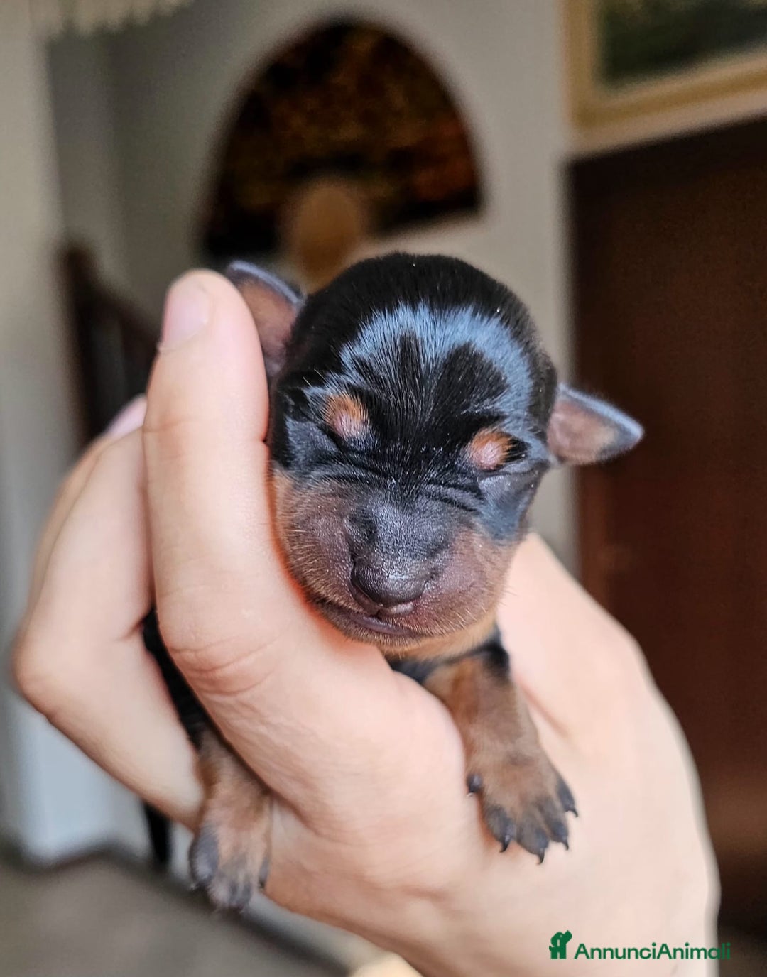Pinscher Miniatura cani in vendita: Pinscher nano zwergpinscher cuccioli  - Annuncio 3