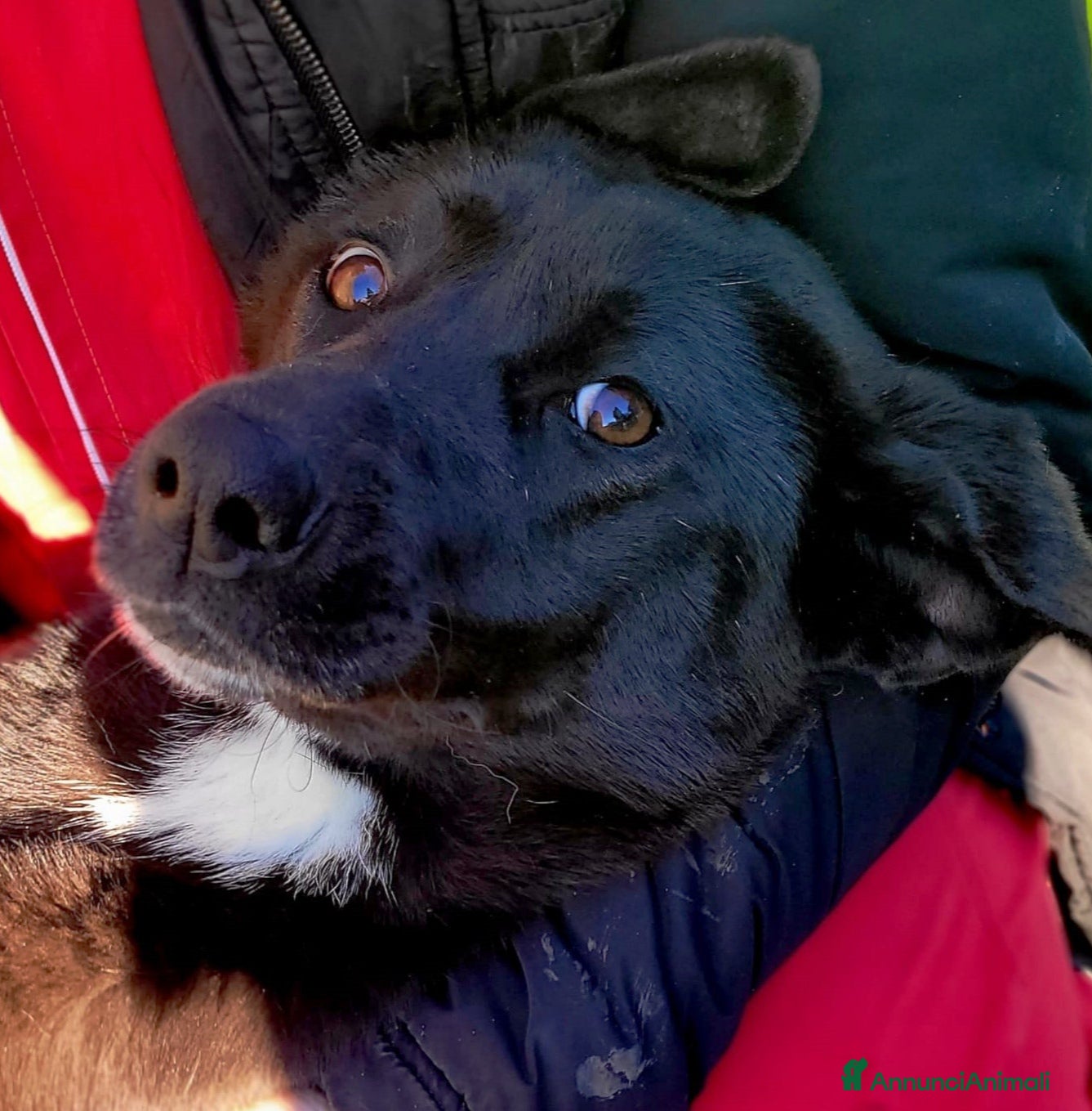 Meticcio cani BIBBI' il cagnolino rubacuori💜 - Annuncio 2