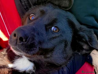 Meticcio cani BIBBI' il cagnolino rubacuori💜 - Annuncio 2