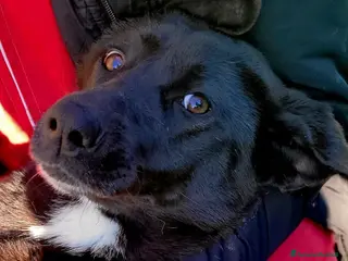 Meticcio cani BIBBI' il cagnolino rubacuori💜 - Annuncio 23