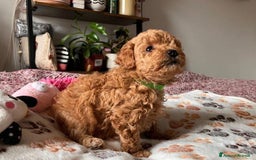 Meticcio cani in vendita: Cuccioli di Maltipoo - Immagine 5
