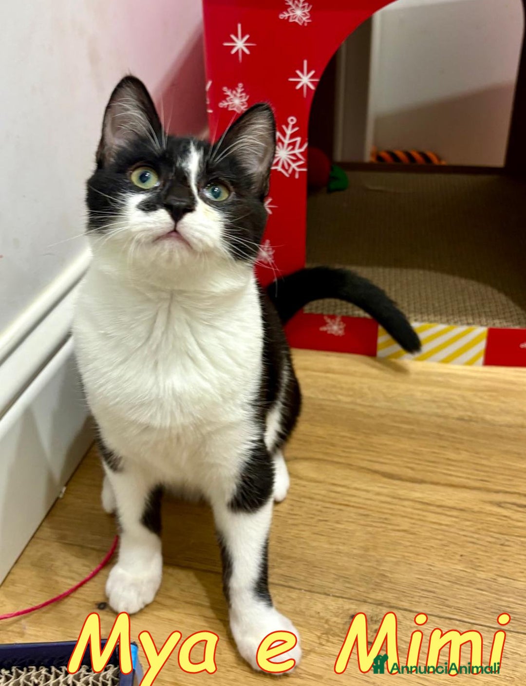 Europeo gatti in regalo: MYA E MIMI URGENTE CERCANO CASA - Annuncio 4