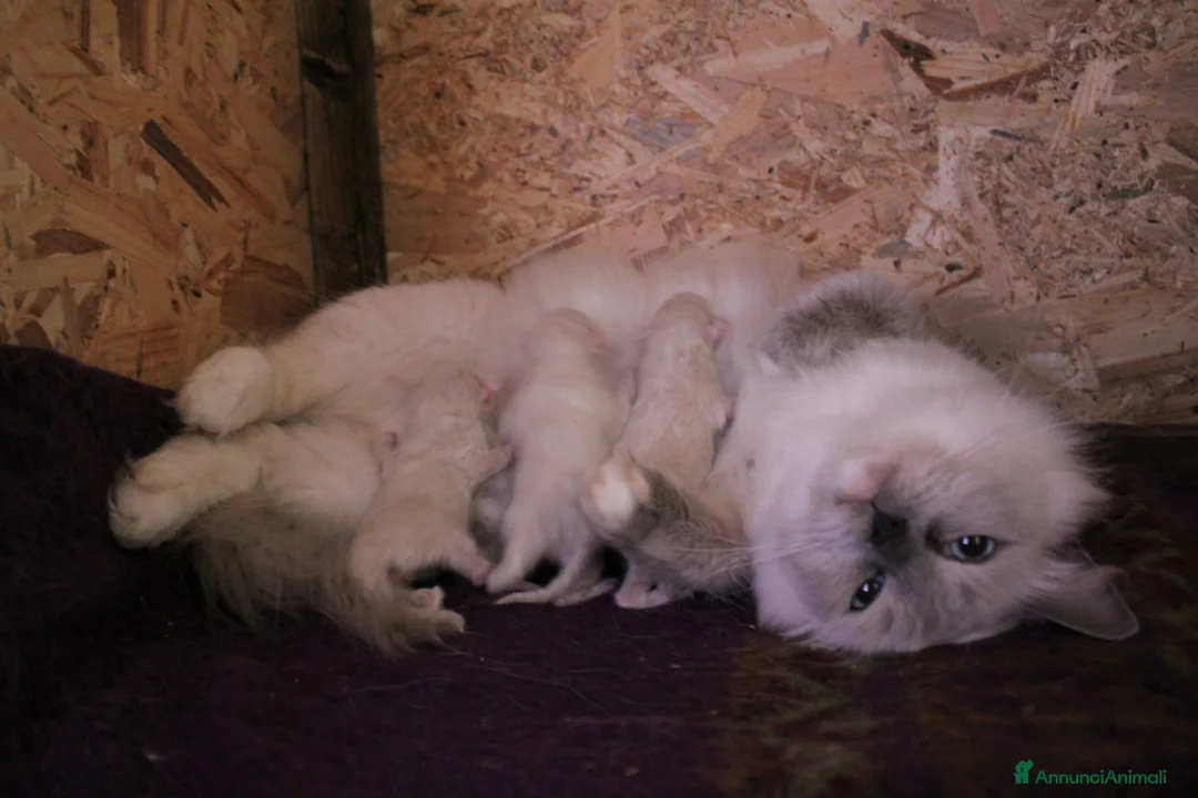 Ragdoll gatti in vendita: Ragdoll cuccioli con pedigree  - Annuncio 2