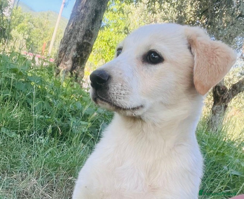 Meticcio cani Cucciola 3 mesi femmina taglia media - Annuncio 20
