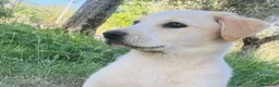 Meticcio cani in regalo: Cucciola 3 mesi femmina taglia media - Annuncio 1