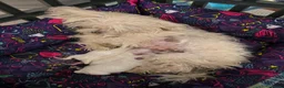 Maltese cani in vendita: Cucciolo maschietto maltese  - Annuncio 8