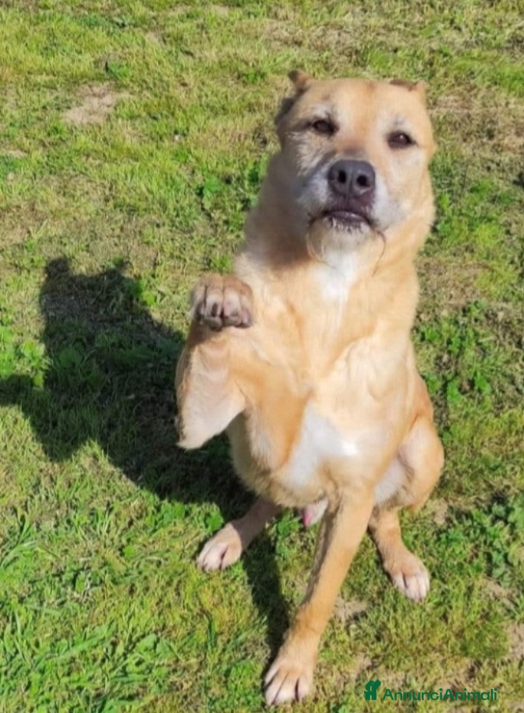 Meticcio cani in regalo: Baffo adulto non abbaia neanche +,rassegnato! SUD a Città metropolitana di Milano - Annuncio 3