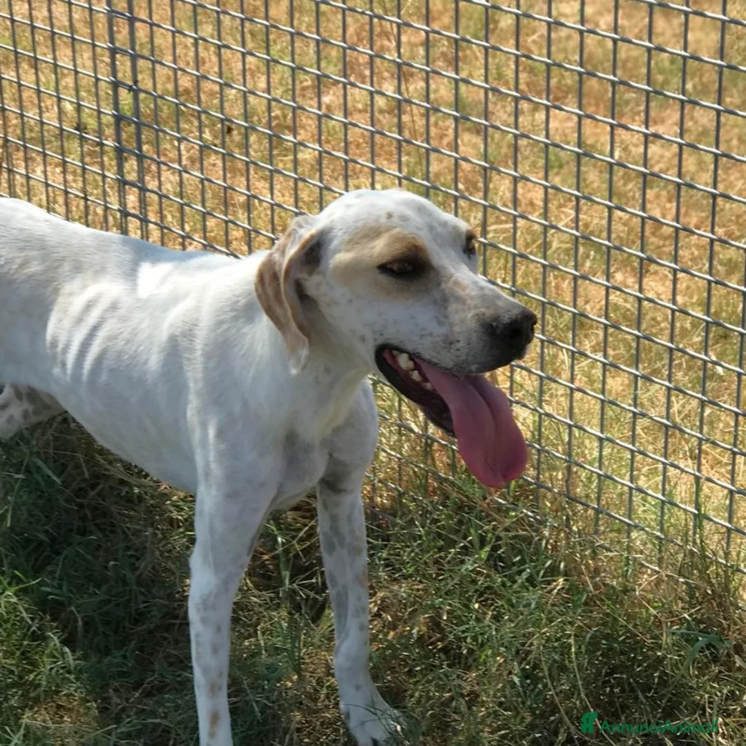 Pointer cani in regalo: TORO cucciolone derivato pointer in adozione a Provincia di Latina - Annuncio 5
