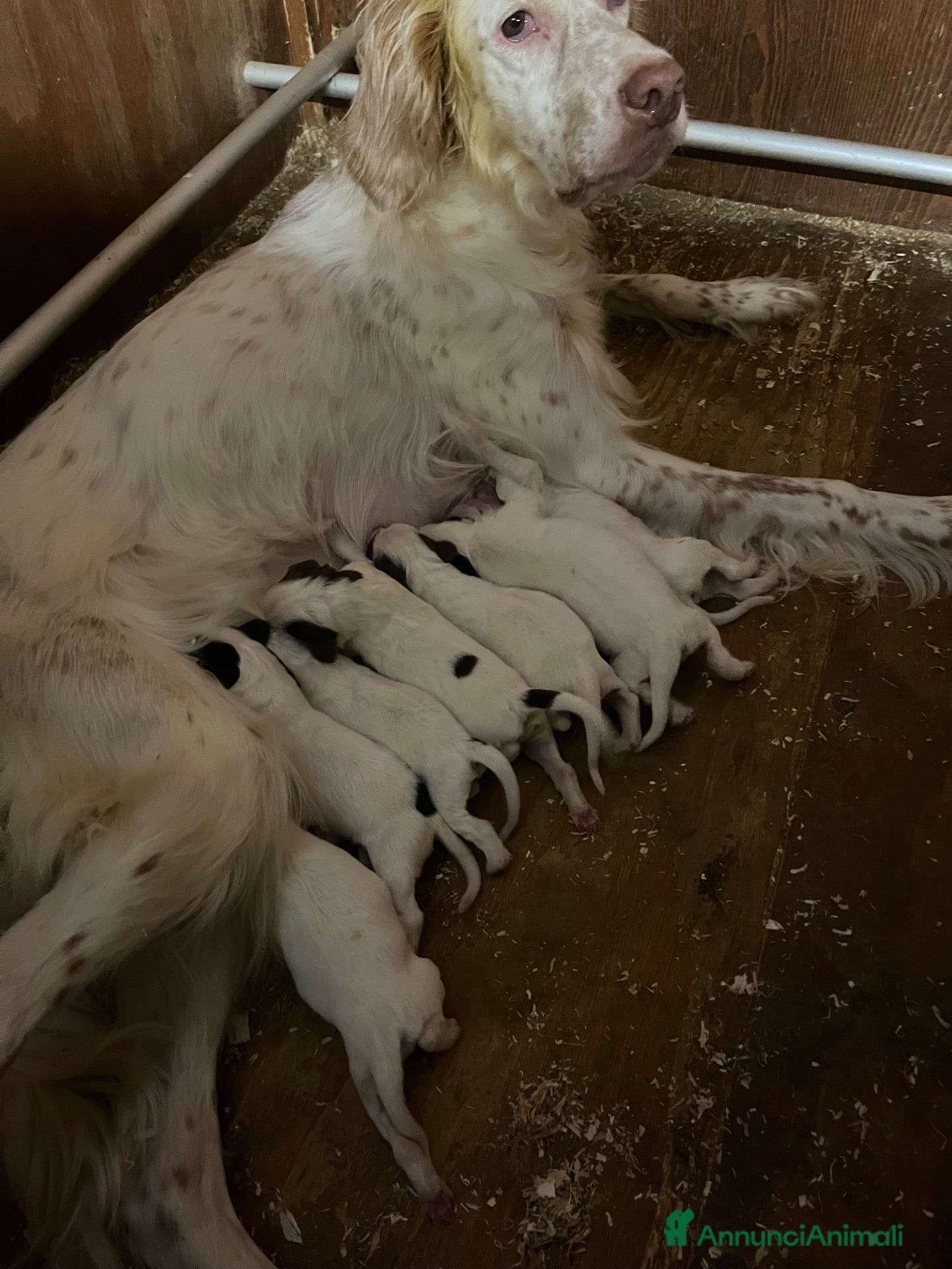 Setter Inglese cani Setter inglesi bianco fegato - Annuncio 1