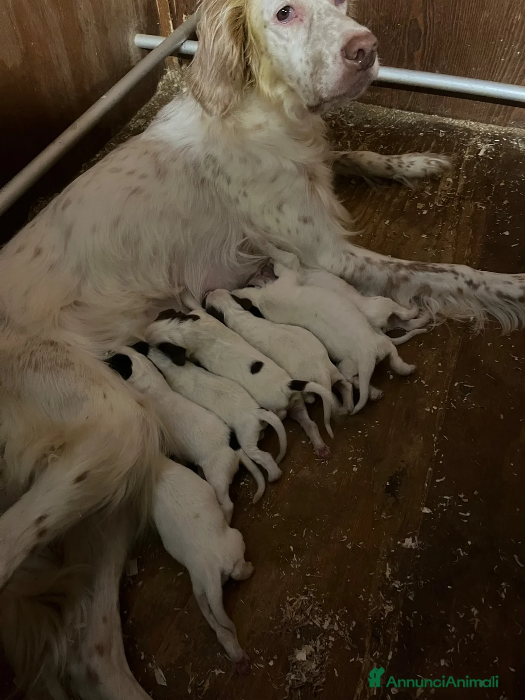 Setter Inglese cani in vendita: Setter inglesi bianco fegato - Annuncio 1