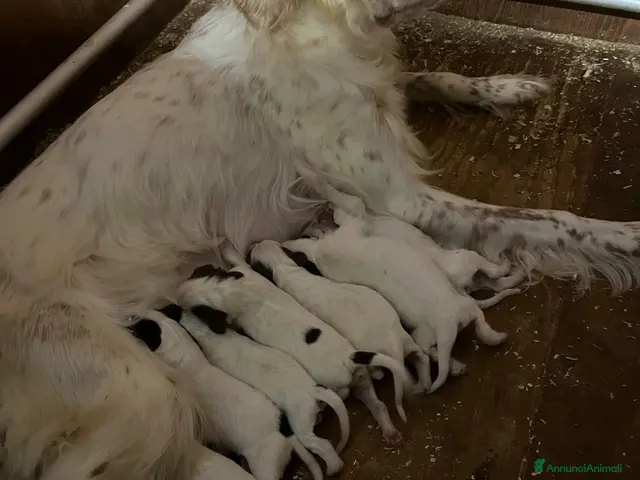 Setter Inglese cani Setter inglesi bianco fegato - Annuncio 1