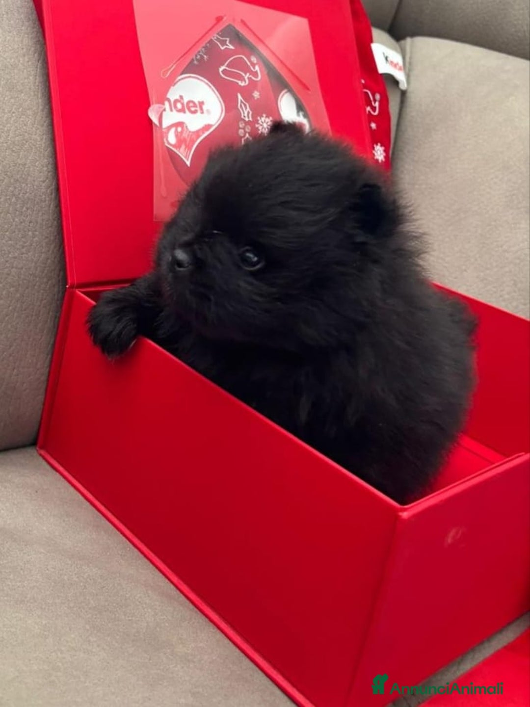 Spitz cani in vendita: SPITZ POMERANIA  - Annuncio 3