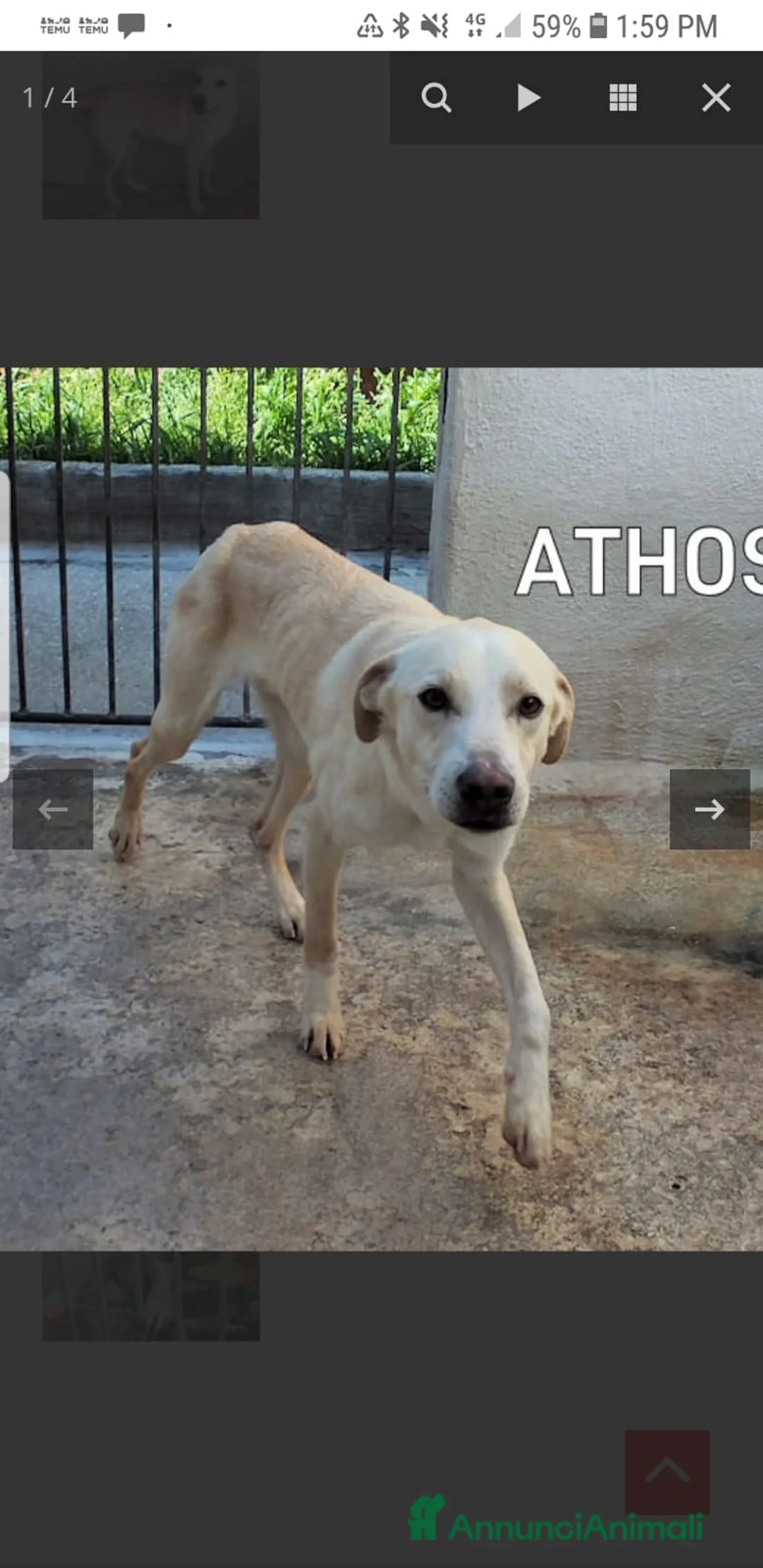 Labrador cani in regalo: ADOZ.DEL CUOR:3 anni in box:Sta dimagrendo! - Annuncio 2