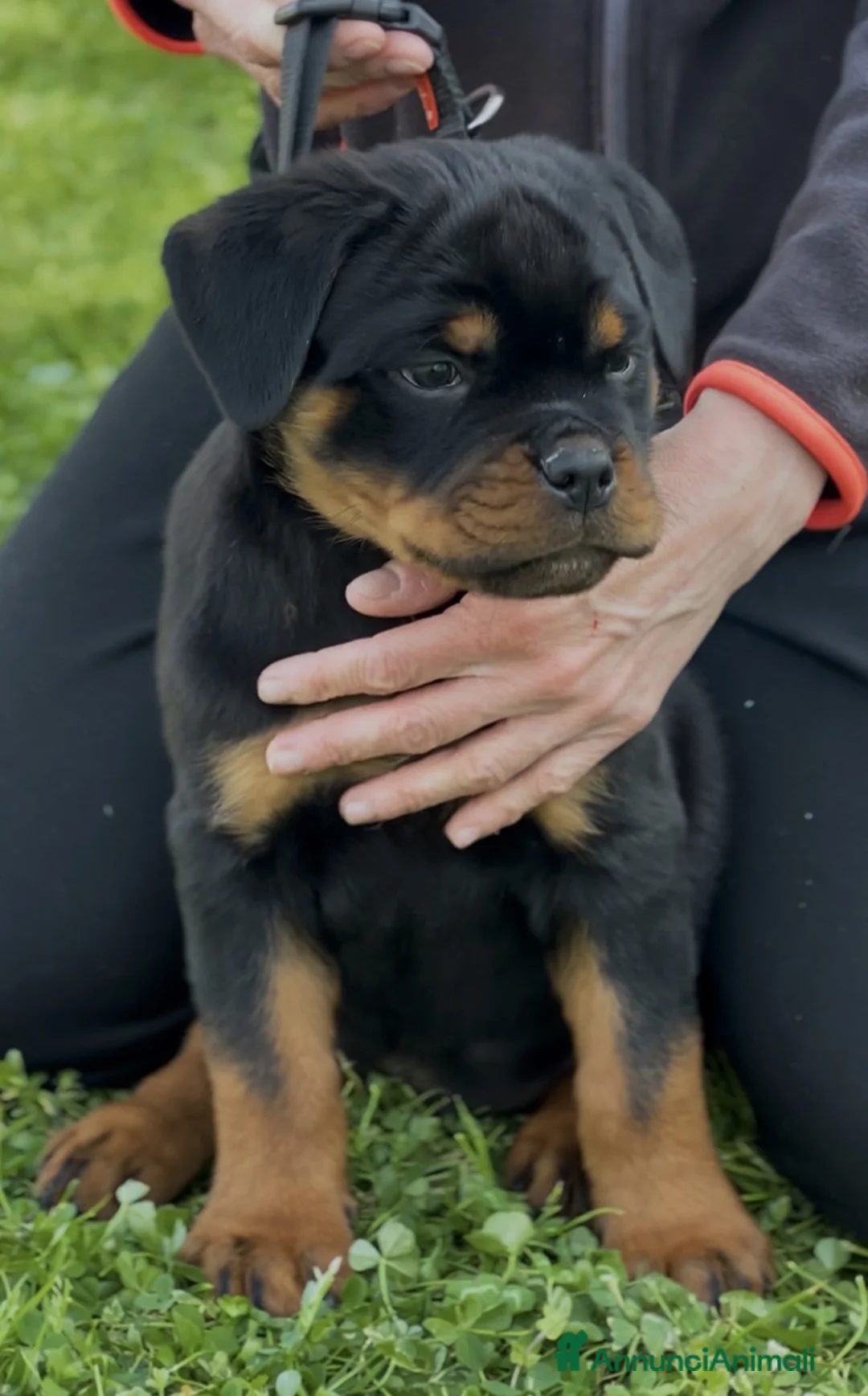 Rottweiler cani in vendita: Cucccioli di rottweiler  - Annuncio 2