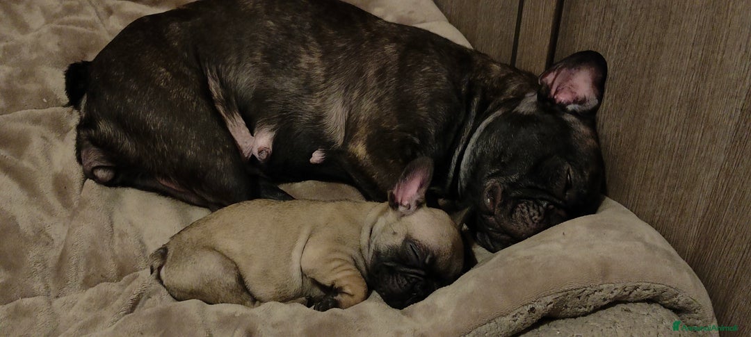 Immagine della galleria {{count}}