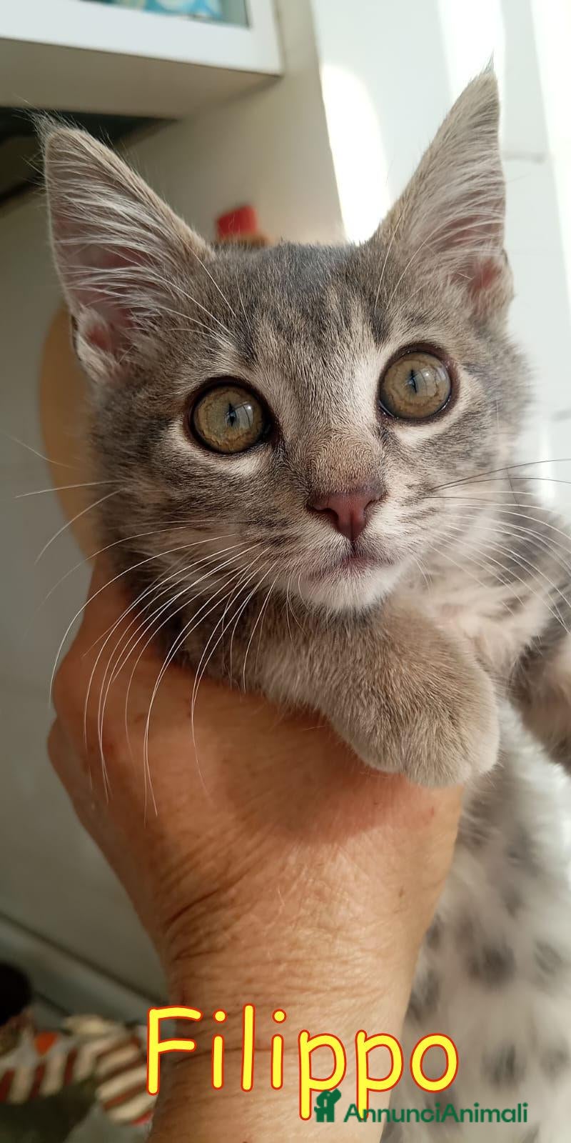 Europeo gatti FILIPPO DOLCE GATTINO - Annuncio 12