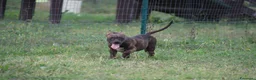 Pitbull cani in vendita: Cuccioli Pit Bull con pedigree anche a rate - Annuncio 13