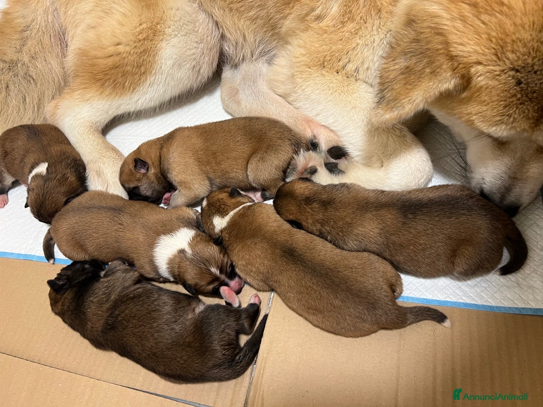 Akita Inu cani in vendita: Cuccioli di Akita Inu appena nati - Annuncio 6