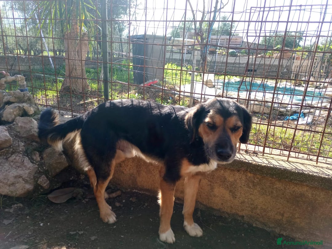 Meticcio cani in regalo: Gigio: 2 anni, socievole, equilibrato - Annuncio 5