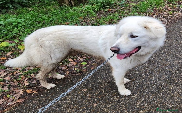 Pastore Maremmano cani a Provincia di Parma - Annuncio 7