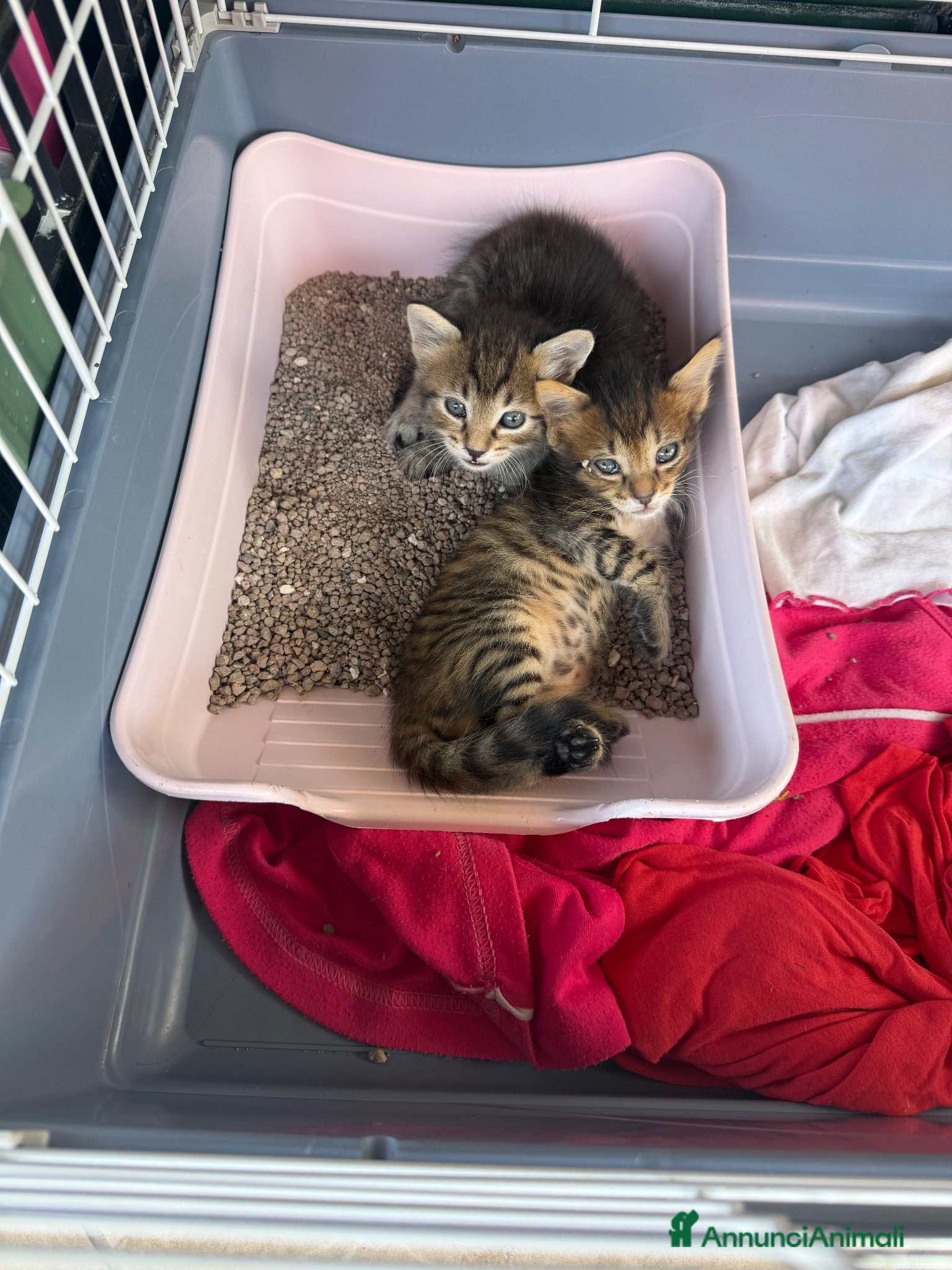 Meticcio gatti Regalo cuccioli di gattino  - Annuncio 11